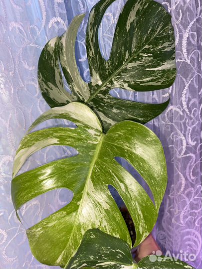 Монстера вар