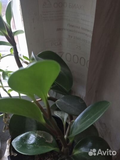 Пеперомия туполистная