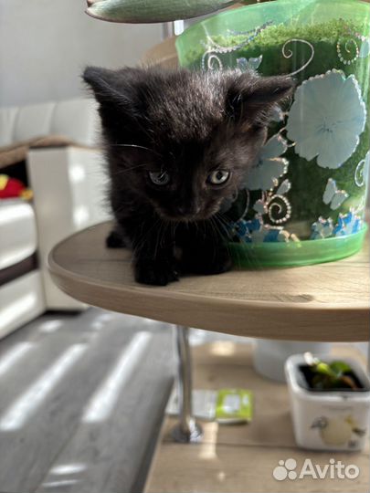Котята бесплатно