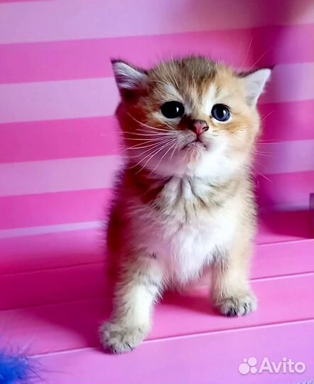 Шотландская