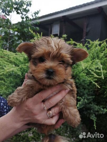 Йоркширский терьер