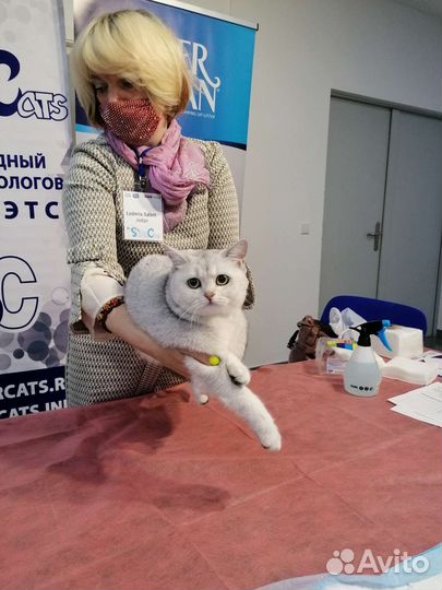 Котенок шотландская порода мальчик