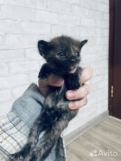 Кошка в дар