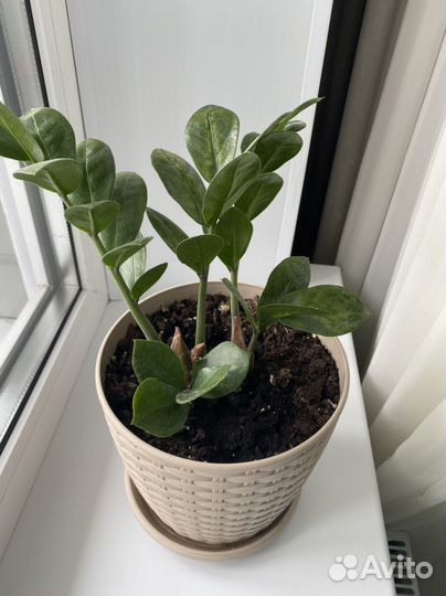 Замиокулькас