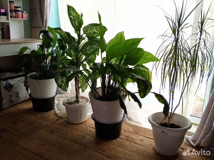 Диффенбахия, спатифилиум