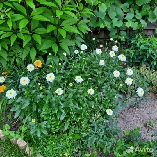 Нивяник махровый