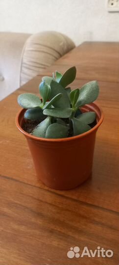 Денежное дерево толстянка крассула