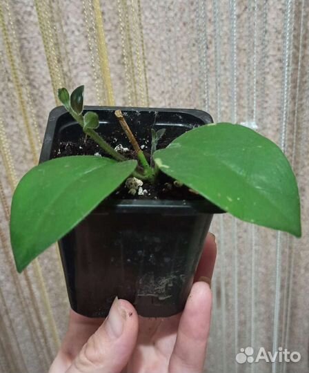 Эсхинантус