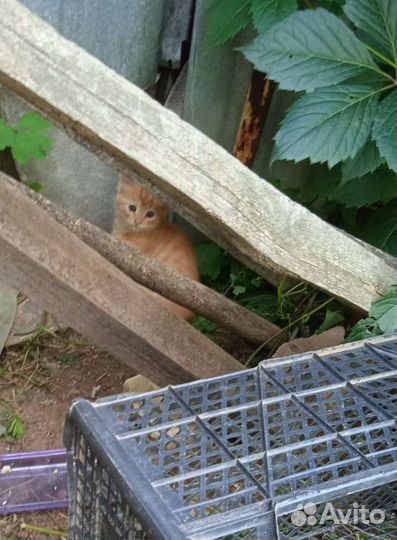 Отдаю котят в добрые руки бесплатно