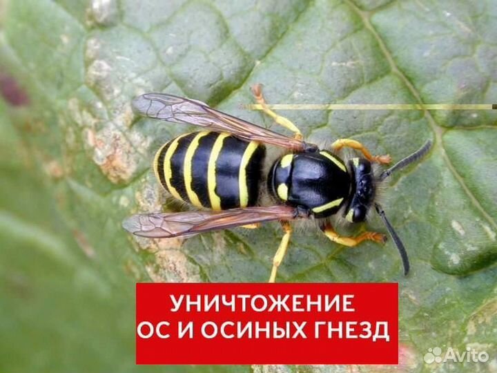 Уничтожение ос шершней короеда борщевика комаров