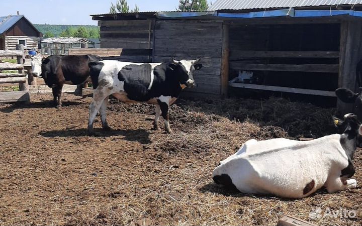Бык, коровы, телята