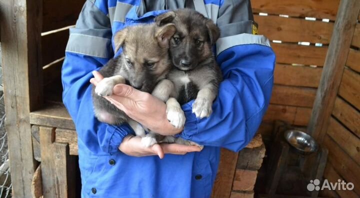 Щенки овчарки вео (метисы)
