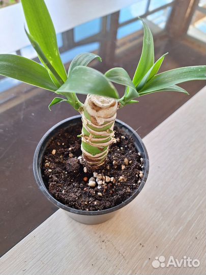 Пальма Юкка