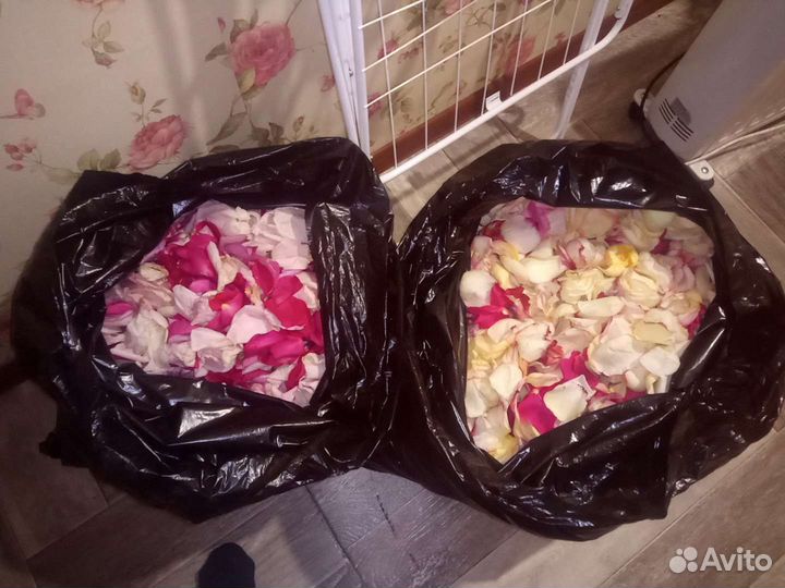 Лепестки роз