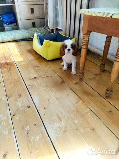 Кавалерчики