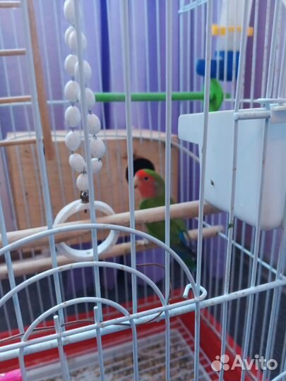 Неразлучник