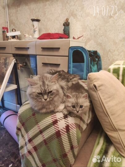 Клубный котенок Сибирской породы