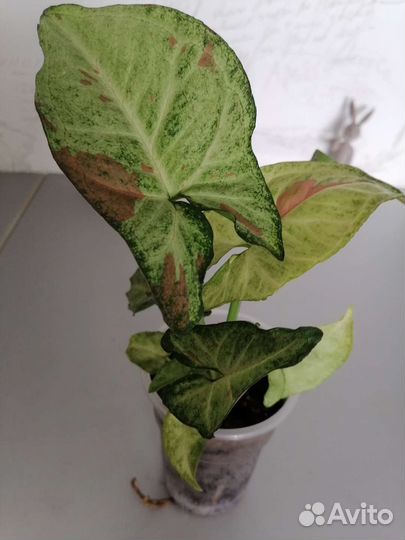 Сингониумы