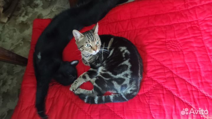 Бесплатно потерялась кошка