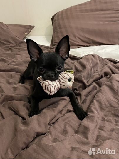 Вязка чихуахуа мальчик