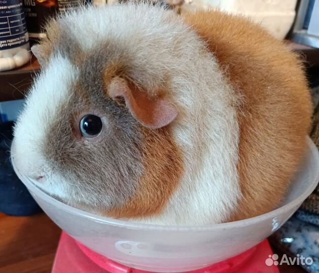 Ищет жениха