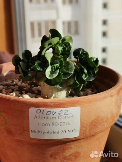 Адениум барашек из махровых семян