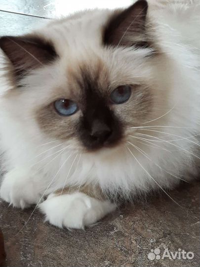 Священная бирма кошечка