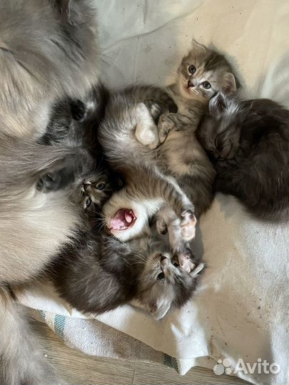 Отдам котят в добрые руки