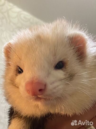 Вязка хорька