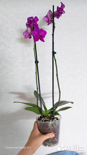 Орхидея фаленопсис Вивальди бабочка