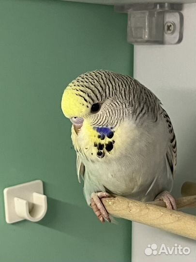 Попугай волнистый выставочный птенцы