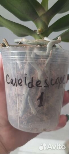 Орхидея фаленопсис Chi-Yuen Caleidescope