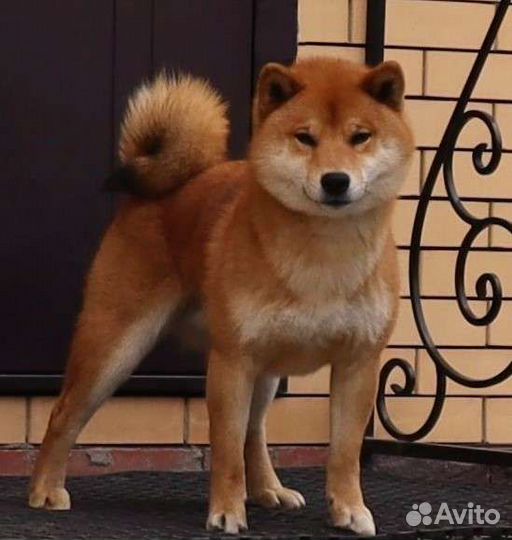 Сиба ину кобель вязка