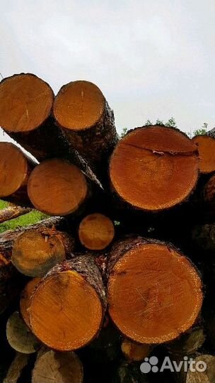 Пиловочник лиственных и хвойных пород