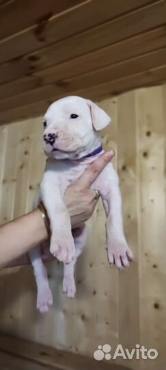 Щенки аргентинского дога