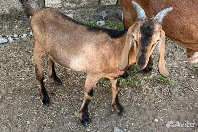 Нубийские козы