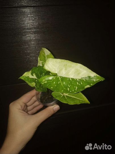 Сингониум панда