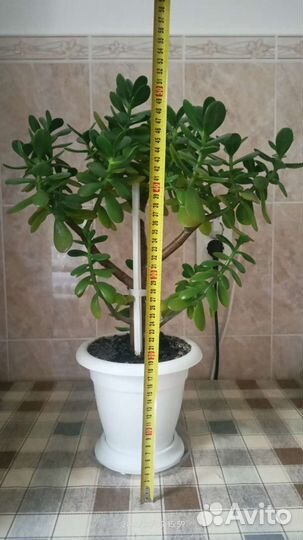 Крассула толстянка