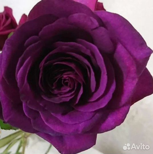 Саженцы роз Перпл Эден, эбб Тайд на весну 2024г