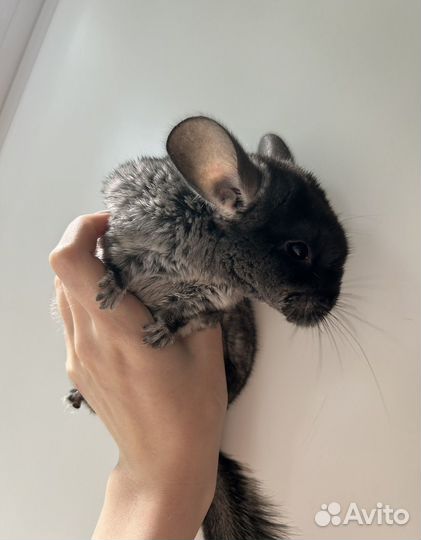 Шиншилла черный бархат
