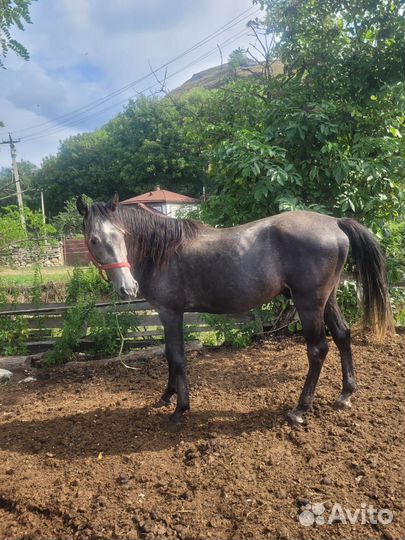 Жеребцы породы 