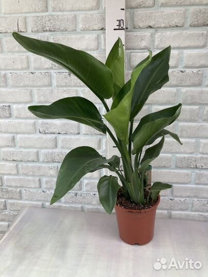 Стрелиция Николая из питомника растений