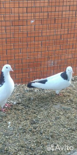 Голуби