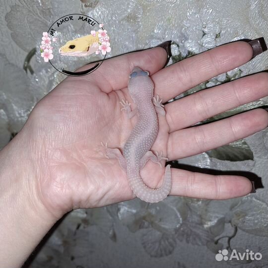 Ящерица эублефар