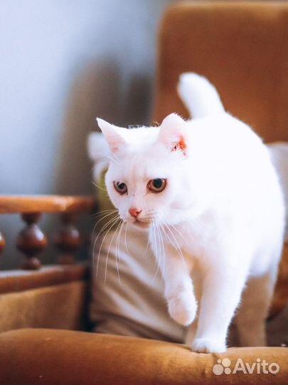 Кошка белая