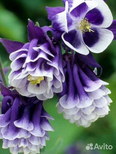 Садовые многолетники