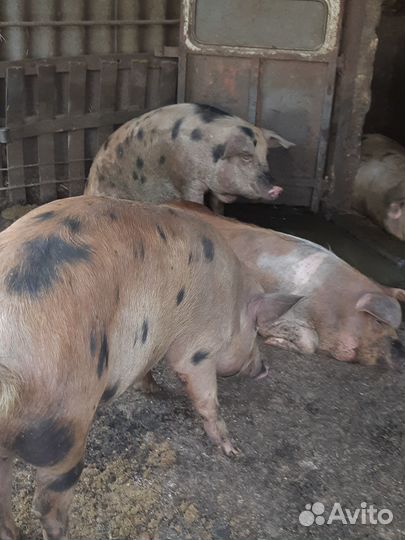 Ремонтные свинки