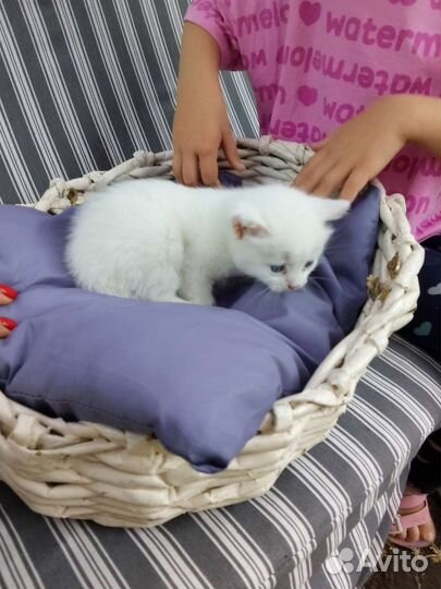 Котёнок вислоухий