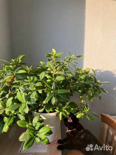 Отрежу черенки от гардения жасминовидной