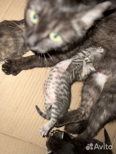 Котята в добрые руки